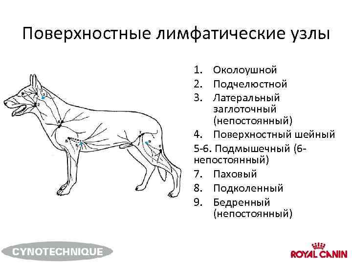 Увеличенные лимфоузлы у собаки фото