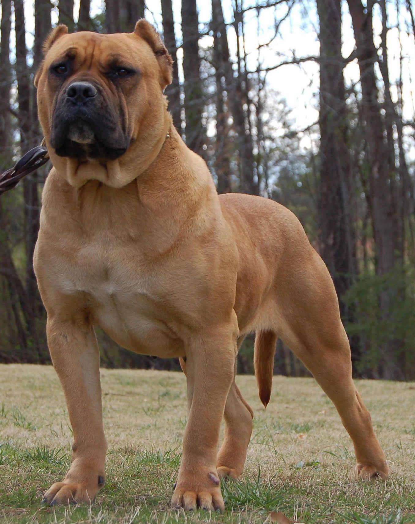 Топ 10 самых больших собак в мире