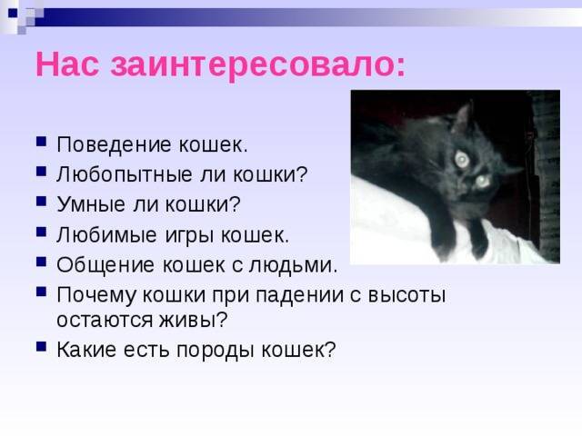 Поведение кошки перед. Поведение кошек. Психология поведения кошки. Поведенческий признаки кошки. Способы общения кошек и человека.
