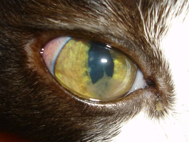 Глаукома у собак: симптомы, лечение, фото | petguru