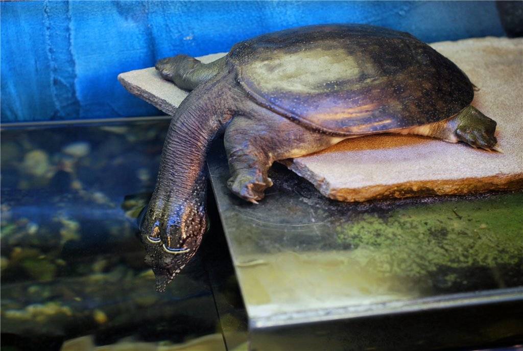Трионикс черепаха — чем питается мягкотелая рептилия и где обитает