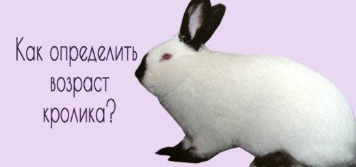 Как определить возраст декоративного кролика - дневник фермера ferma-lux.ru