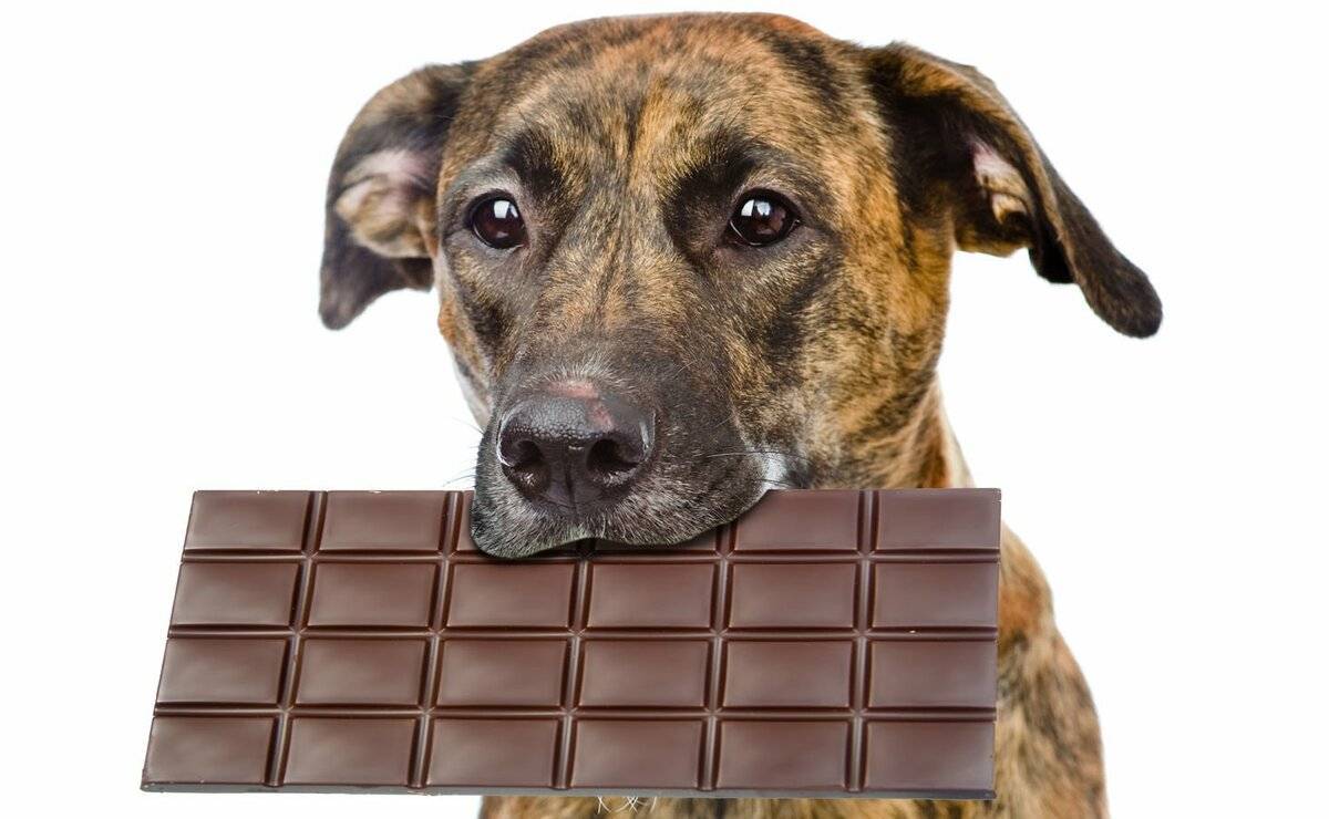 Можно ли собакам шоколад: черный, белый или молочный, кормить шоколадными конфетами