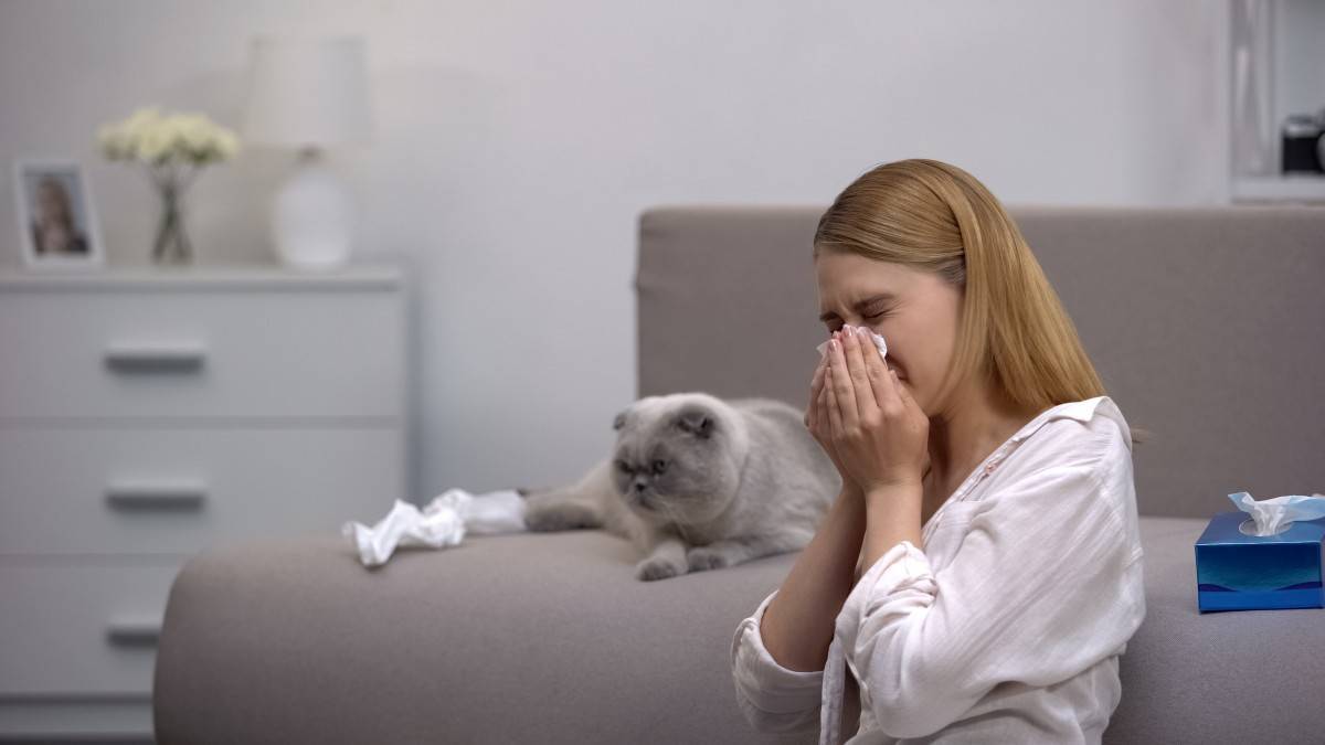 Аллергия на кошку: можно ли справиться или придется выкинуть