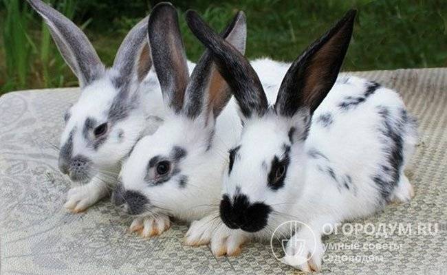 Кролики породы бабочка: описание и характеристики