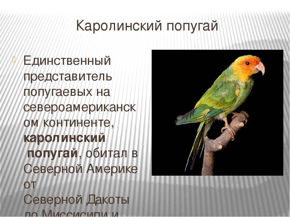 Александрийский попугай: особенности, где обитает, содержание дома