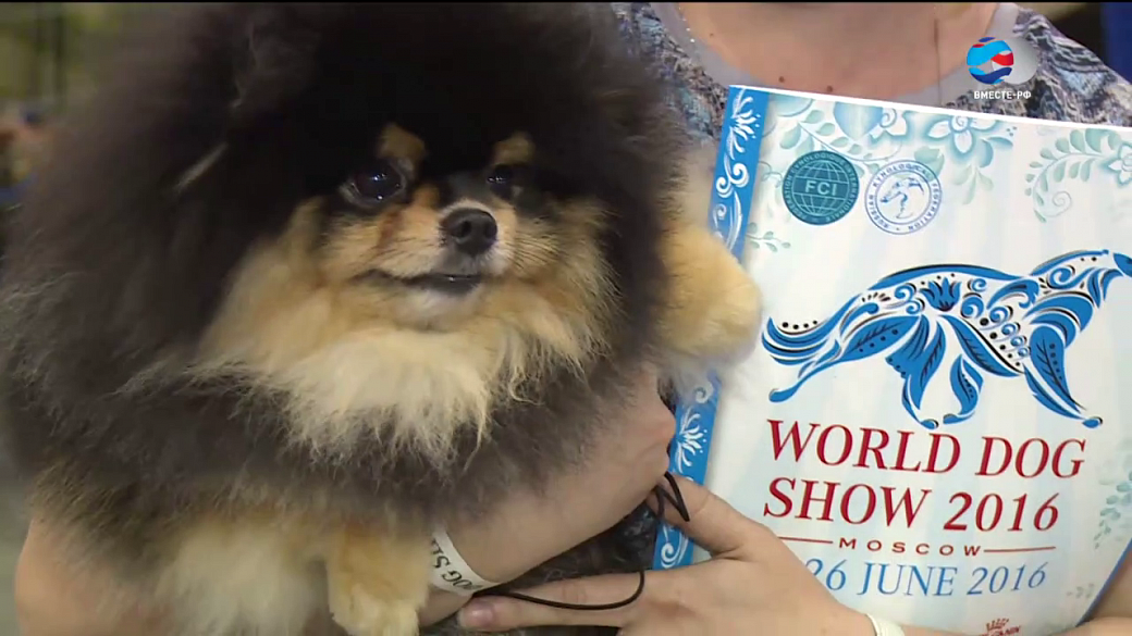 International dog show / интернациональная выставка собак чемпионат мира world dog show 2019' г. world dog show 2019 г. шанхай китай