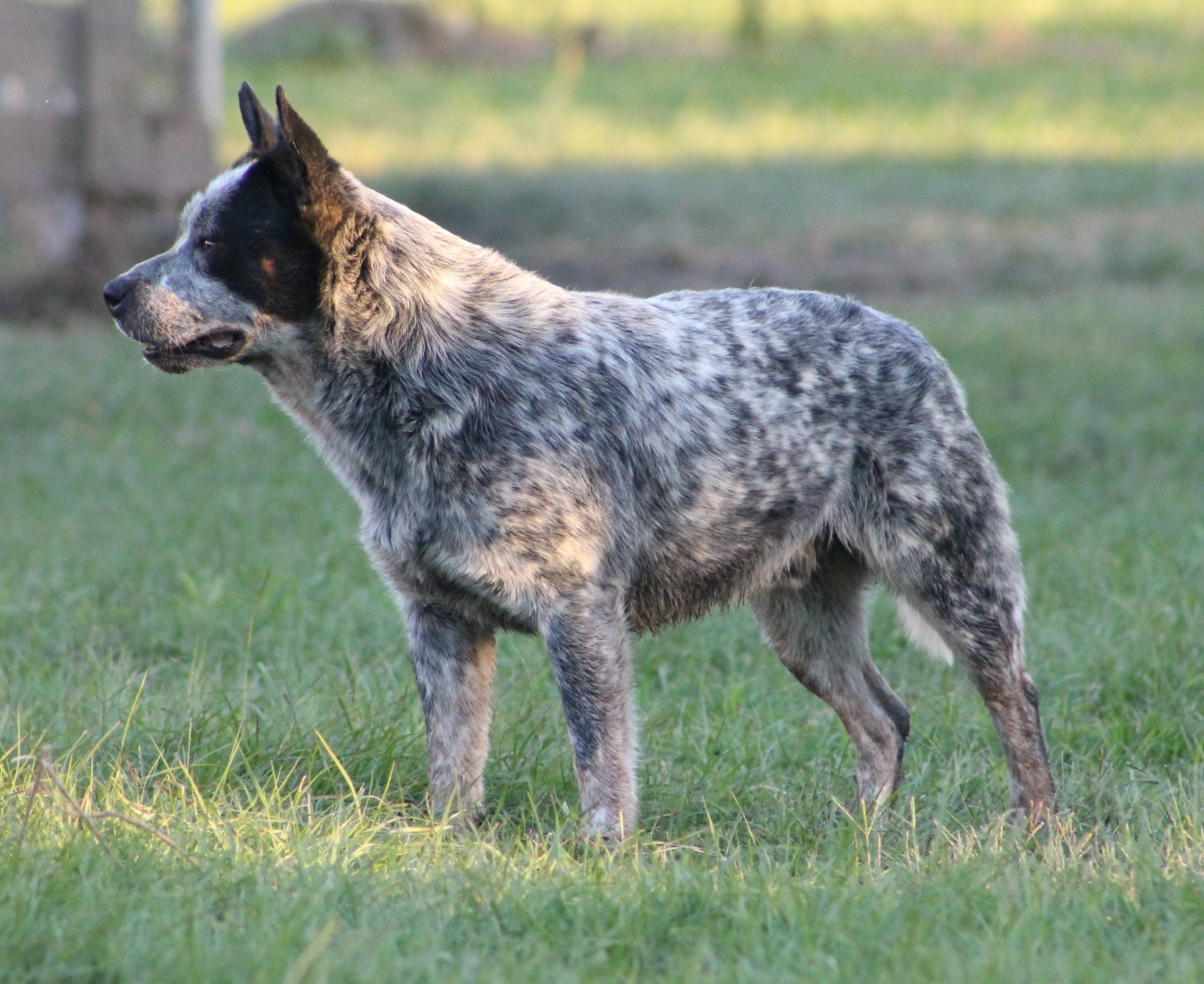 Австралийская пастушья собака: описание породы, фото, видео