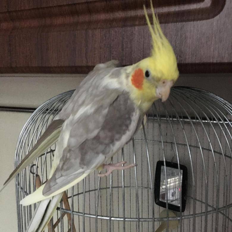 Сколько стоит ожереловый попугай?