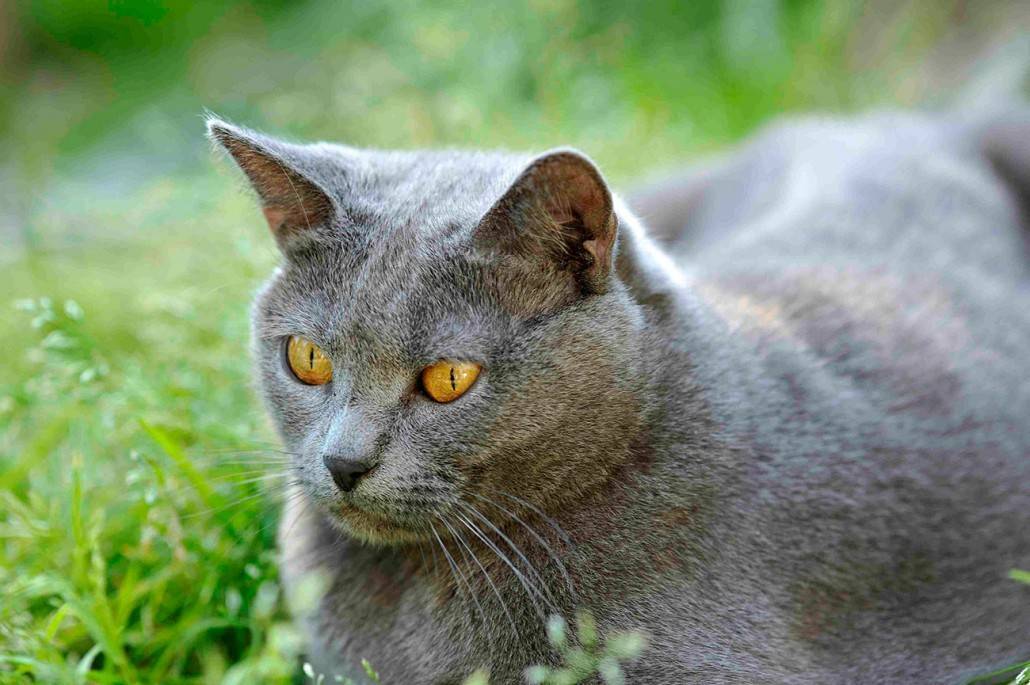 Шартрез - описание, характер и условия содержания кошек монахов-картезианцев