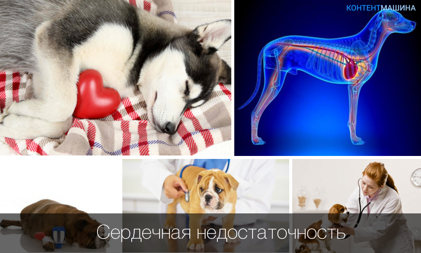 Диагностика и лечение эндокардиоза митрального клапана у собак – aldenvet.ua