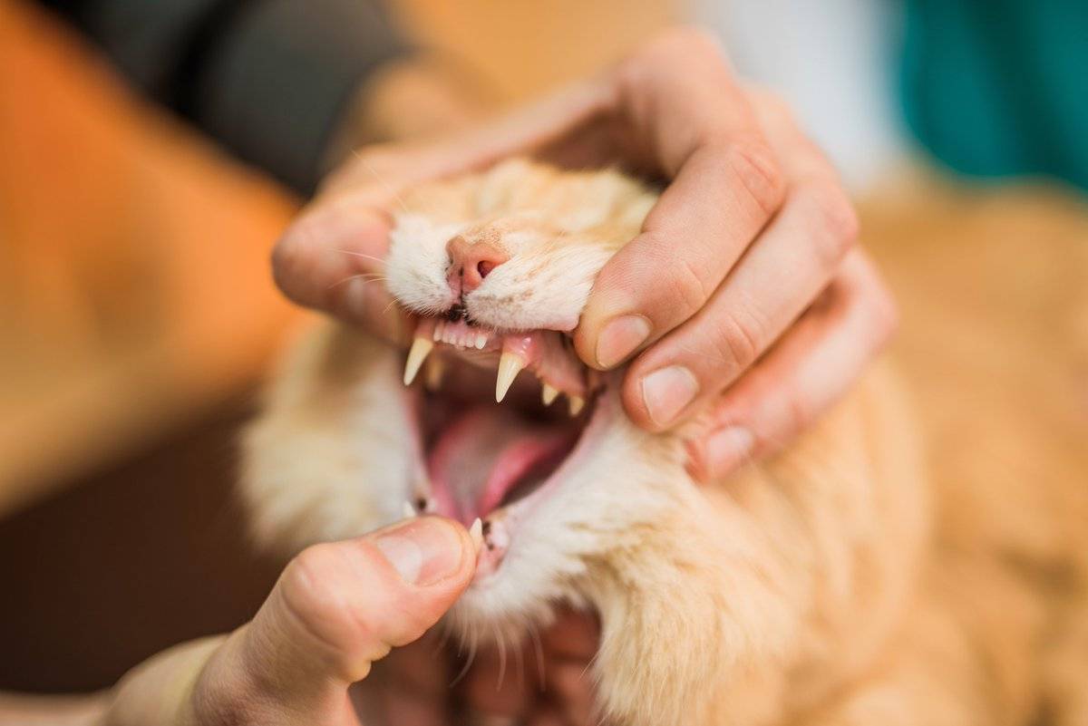 Зубной камень у кошек: 125 фото и видео описание возникновения и варианты удаления