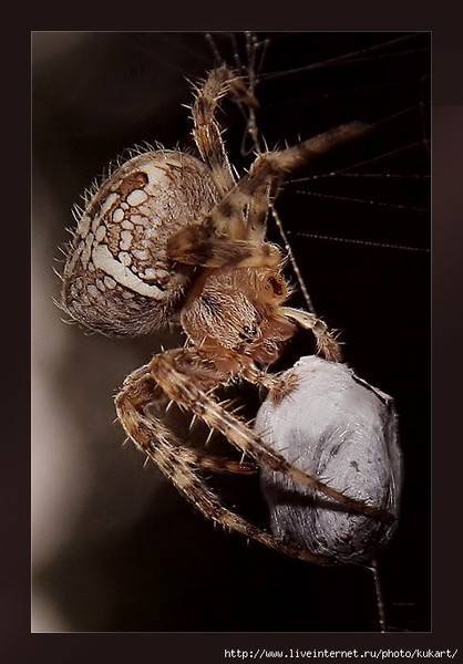 Как паук плетет паутину, детальное описание