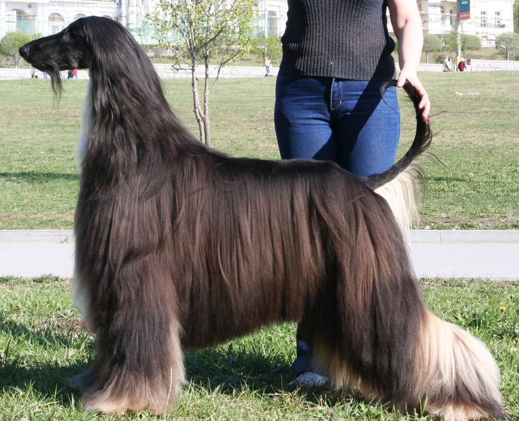 Длинношерстные собаки: список крупных, средних и мелких пород собак с длинной шерстью