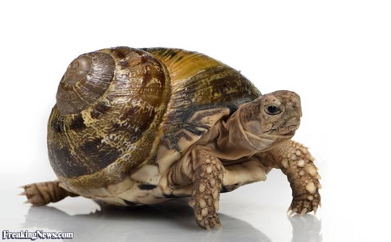 Кто быстрее - улитка или черепаха? чья скорость больше - улитки или черепахи ?  - животные и растения - вопросы и ответы