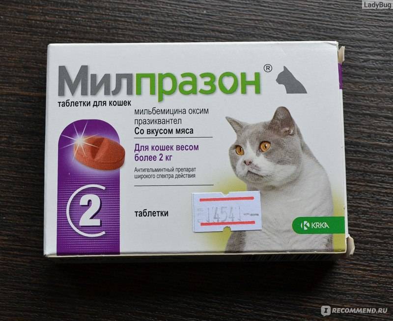 Милпразон для кошек: инструкция по применению, направленность действия, эффективность