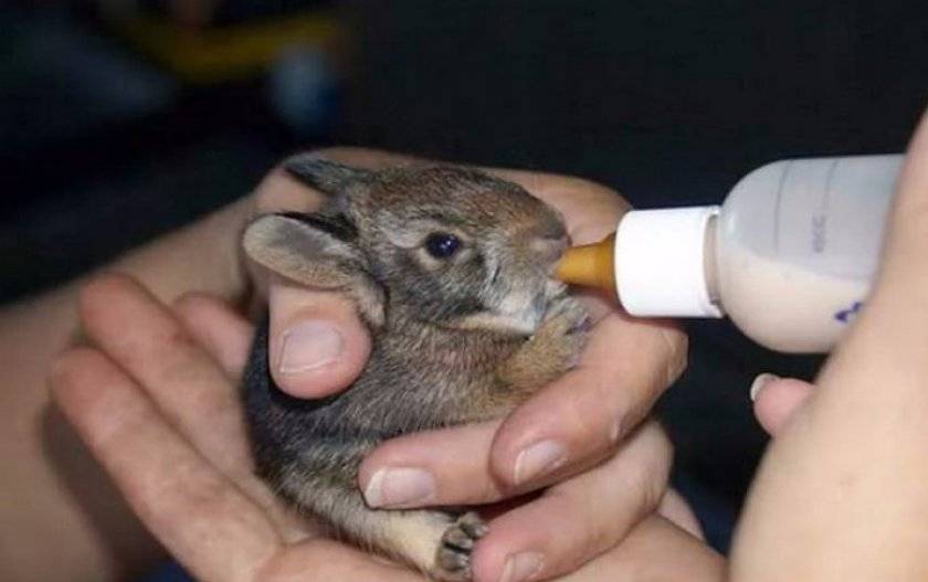Как выкормить крольчат без крольчихи с первых дней жизни: искуственное кормление новорожденных кроликов