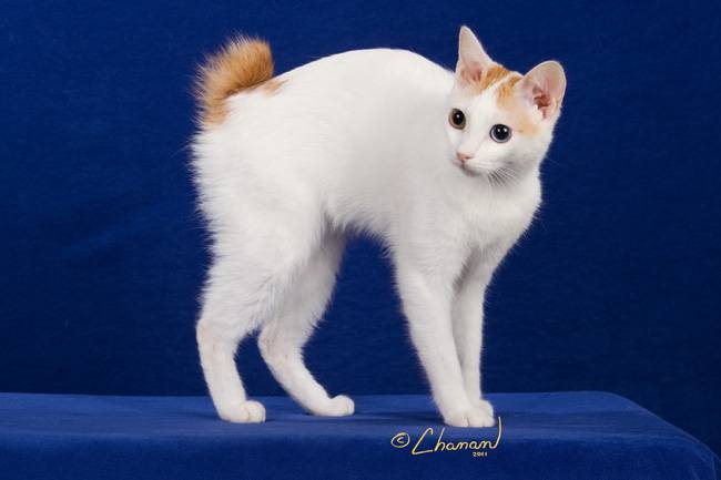 Японский бобтейл: описание и характер породы кошек, уход, фото