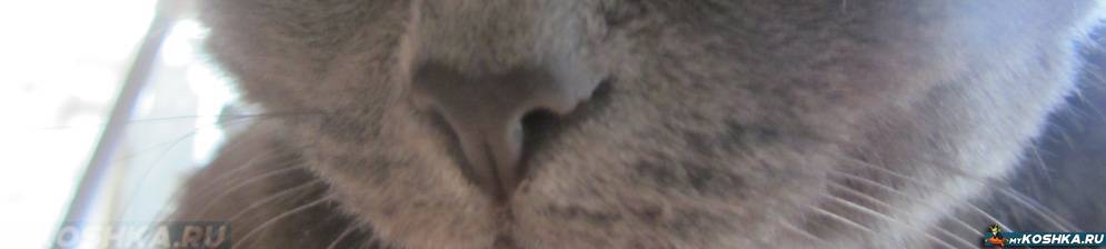 Сухой нос у котенка: чем это вызвано и что делать
сухой нос у котенка: чем это вызвано и что делать