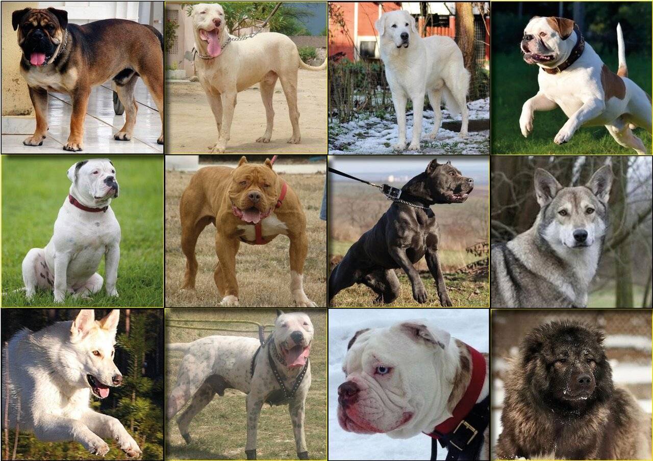 Русские породы собак — наши родные