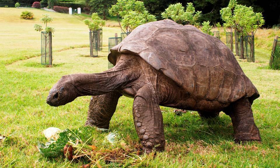 Интересные факты о красноухих черепахах для детей и взрослых