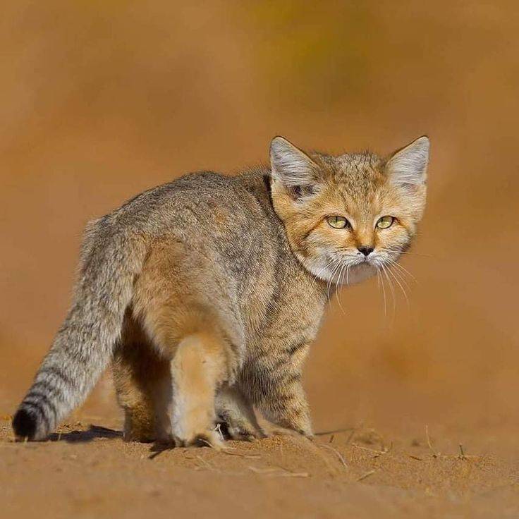 Барханный кот (арабская песчаная кошка): 73 фото, описание, окрас, характер
