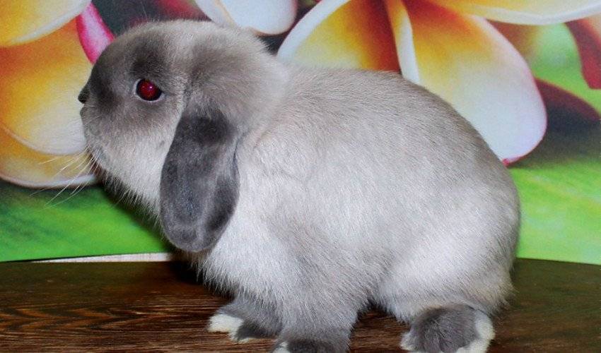 Декоративный вислоухий кролик — описание, правильное содержание и уход