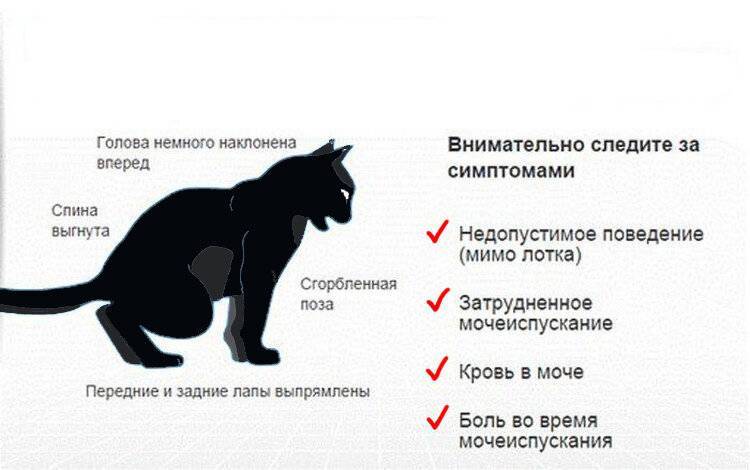 Мочекаменная болезнь у котов (мкб): причины, симптомы и лечение