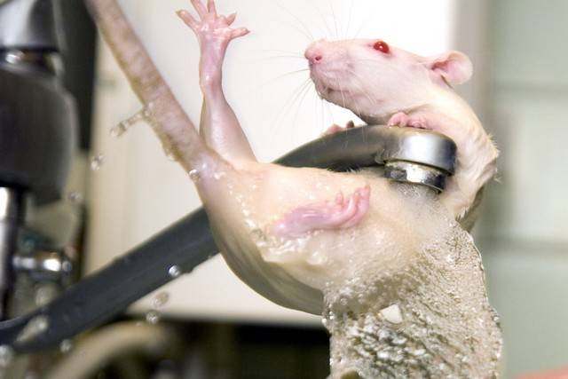 Как купать крысу