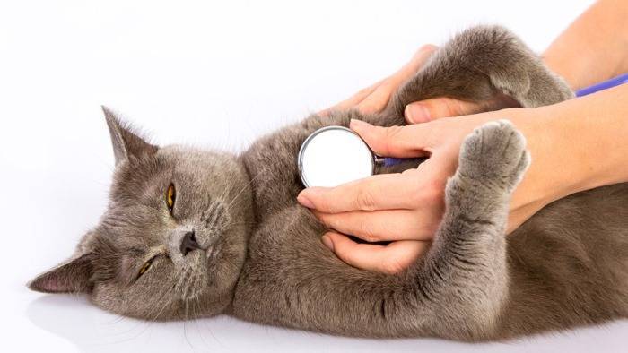 Из-за чего бывает рвота у кошки: виды, симптомы, лечение в клинике и дома, первая помощь и профилактика