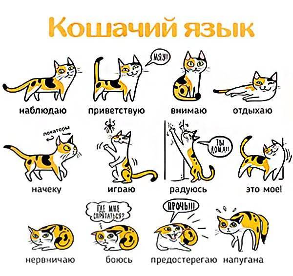 Почему кошка шевелит или виляет хвостом, машет им в разные стороны, что это значит?
