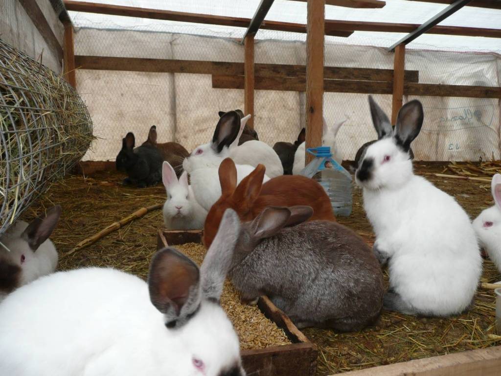 Особенности разведения кроликов в домашних условиях | cельхозпортал