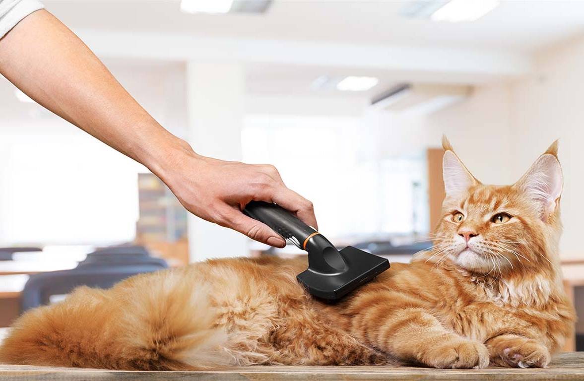 Средства ухода за длинной шерстью кошек: выбираем подходящий шампунь | сайт о домашних животных