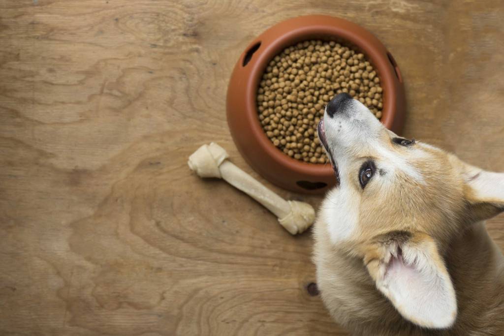 Чем кормить собаку после родов?