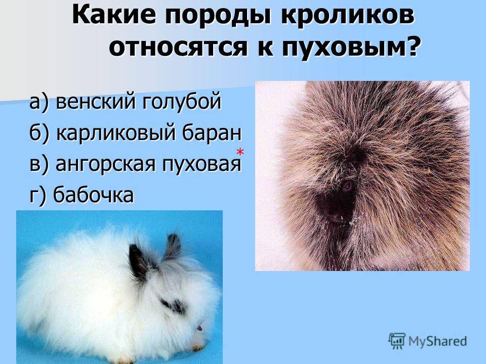 Порода ангорский кролик: история и описание