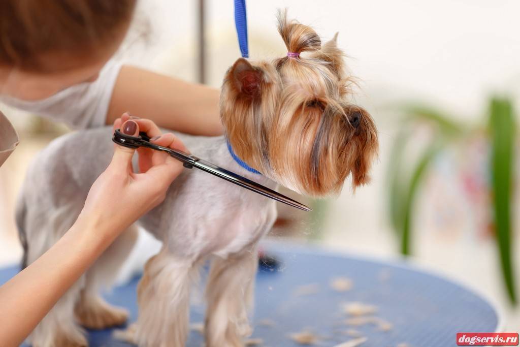 Как подстричь собаку самостоятельно? советы хозяину | royal groom