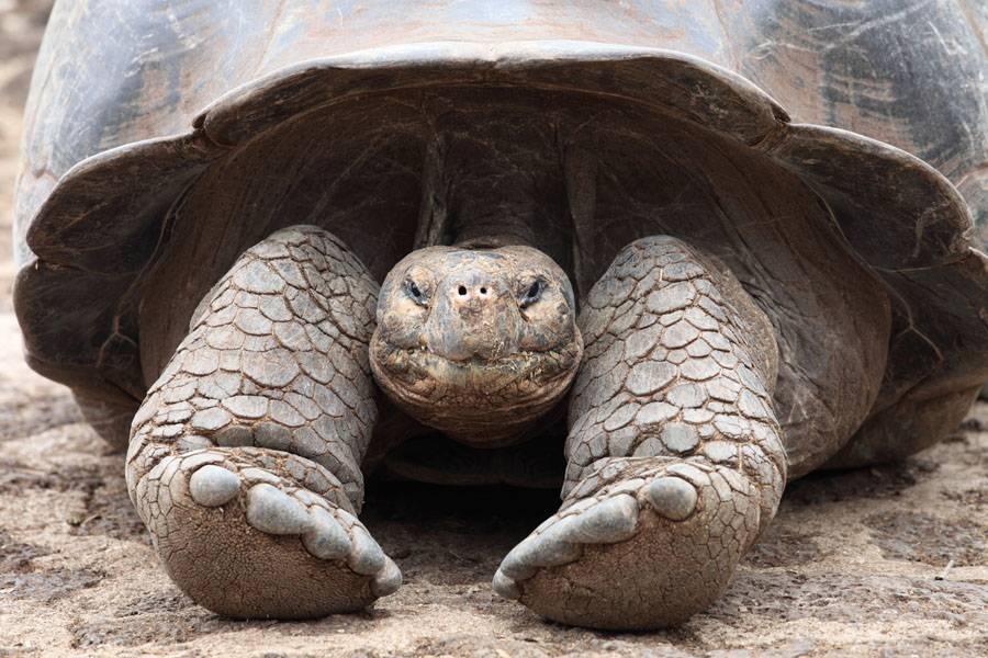 Гариетта — черепаха чарльза дарвина