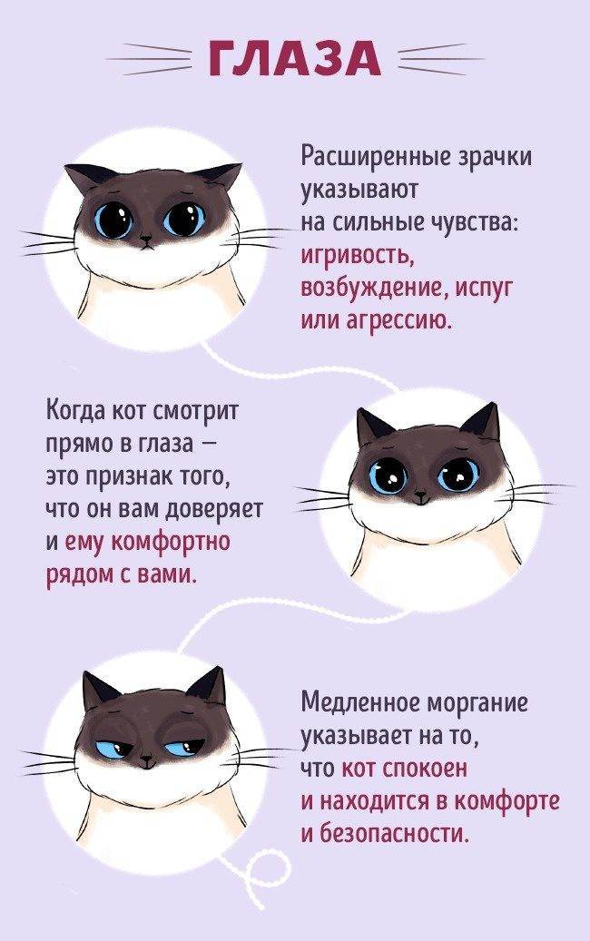 Как кошки проявляют любовь к хозяину - топ 18 проявлений любви - kotiko.ru