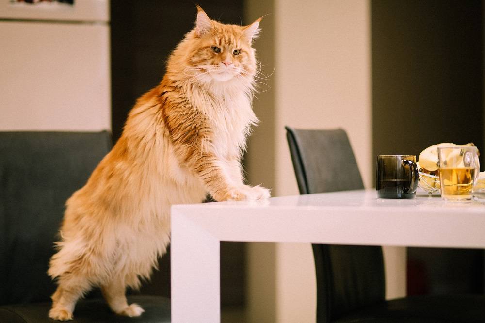 Как отучить кошек и котов лазить по столам | прыгать и ходить по столу