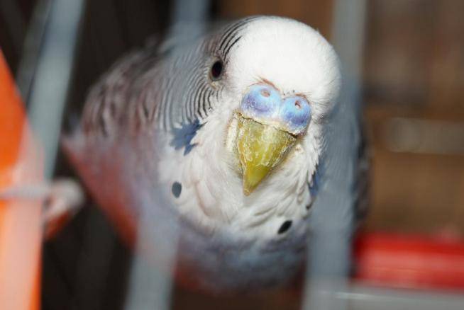 Попугай открывает клюв без звука и вытягивает шею: возможные причины