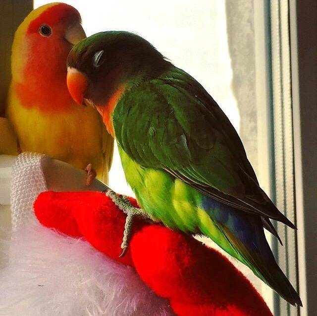 Имена для попугаев-мальчиков: красивые, прикольные и оригинальные клички для самцов. как можно назвать попугаев голубого и желтого цвета?