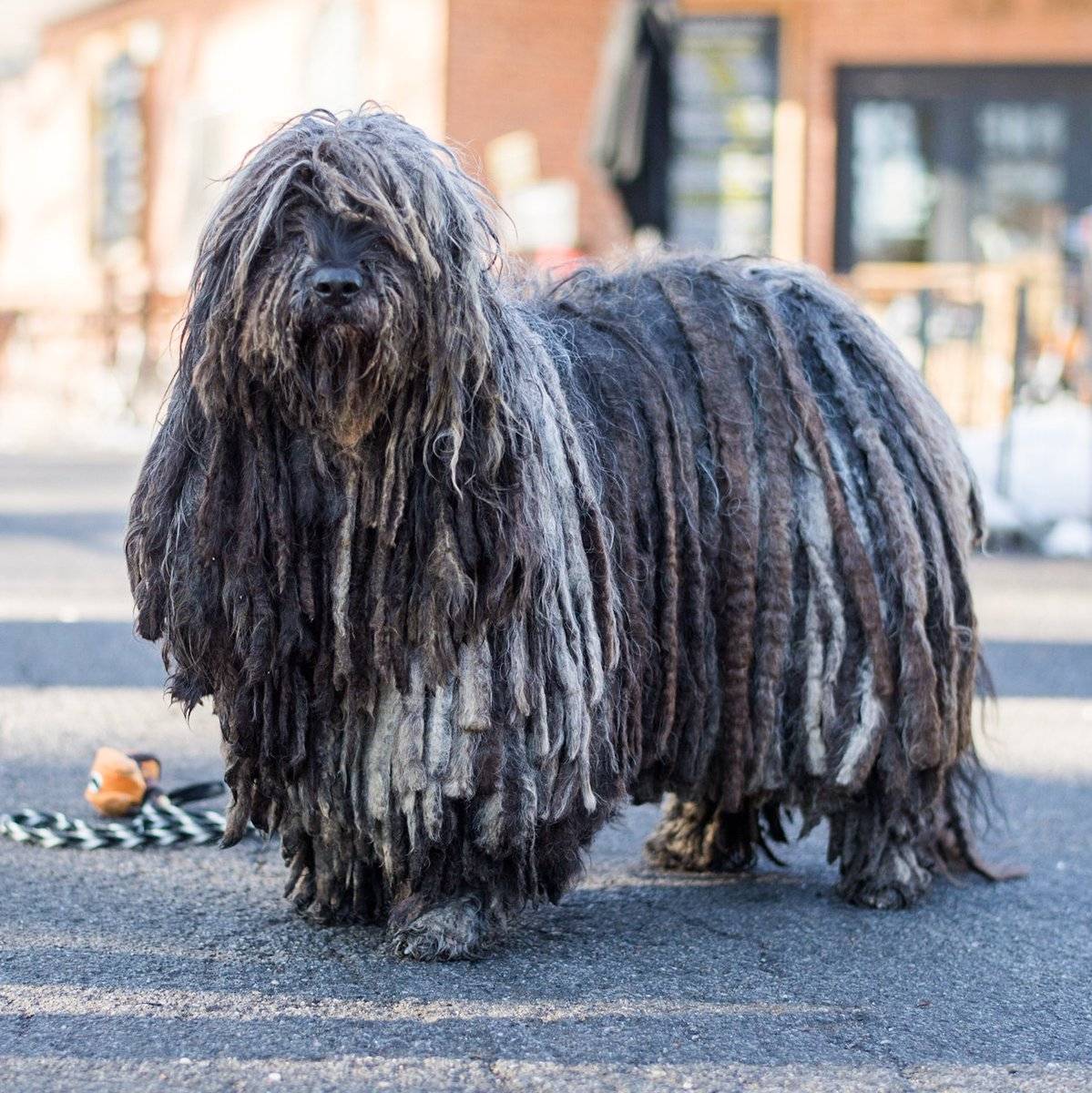 Бергамская овчарка – фото собаки, описание породы, цена