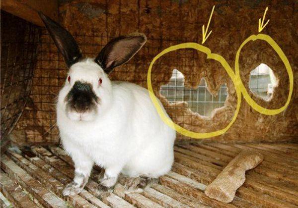 Почему кролик грызёт клетку