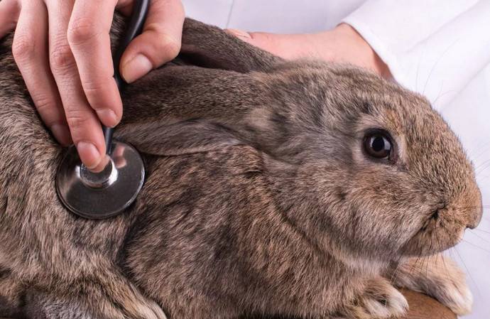 Ринит у кроликов: лечение насморка и соплей