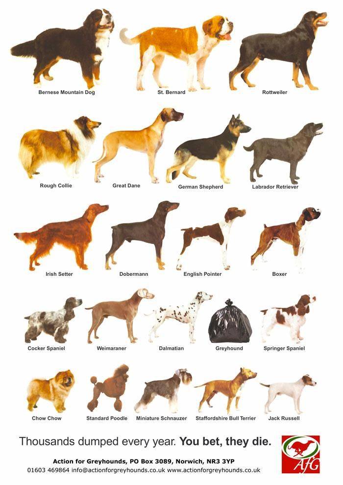 Собаки по алфавиту от а до я: названия всех пород (581)