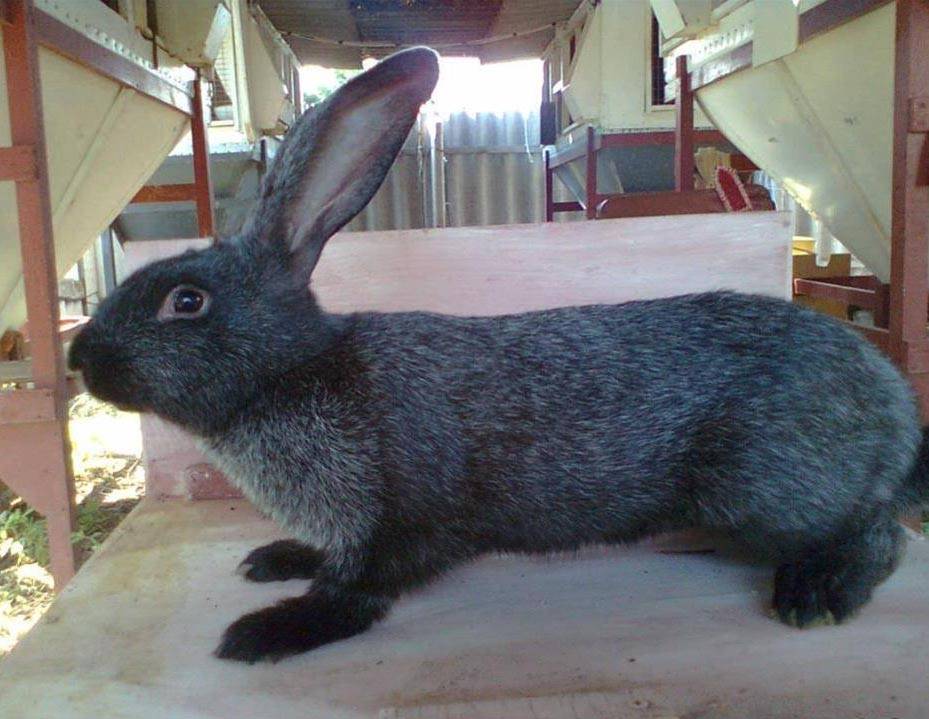Огненный кролик: характеристики породы, правила разведения, составление рациона 
