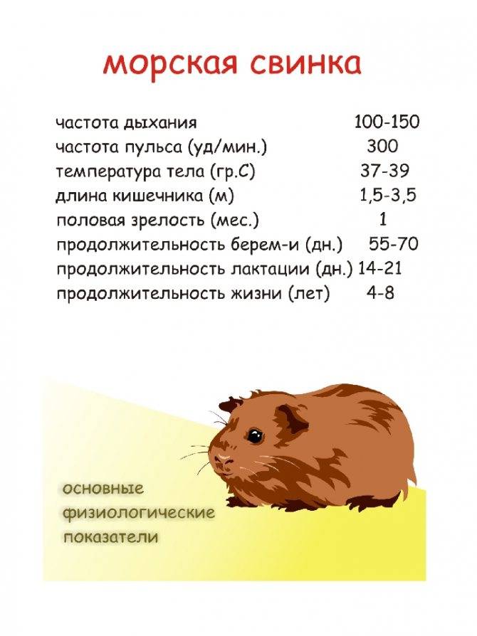 ᐉ как определить возраст джунгарского и сирийского хомяков - zoopalitra-spb.ru