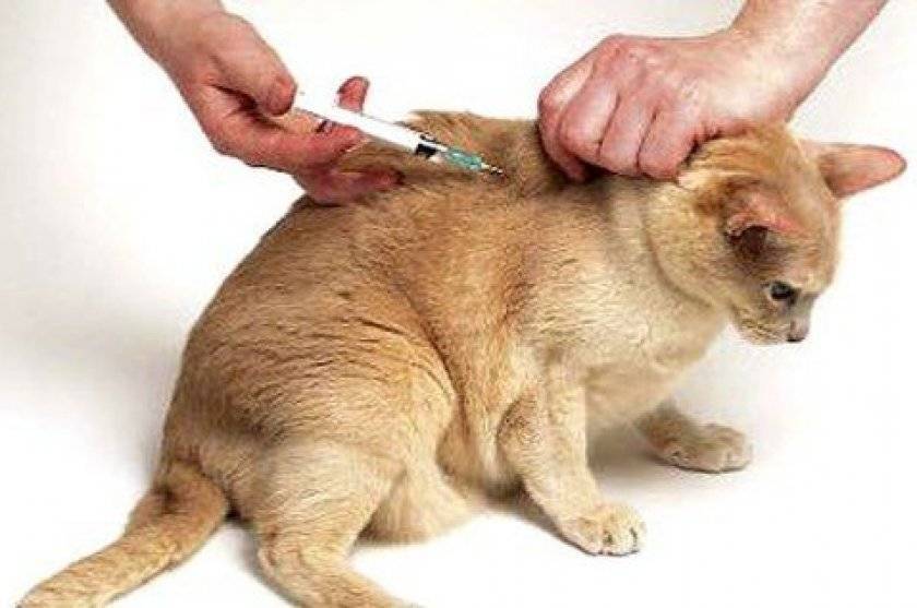 Как сделать укол кошке в холку, подкожно, внутримышечно, в бедро: фото, видео