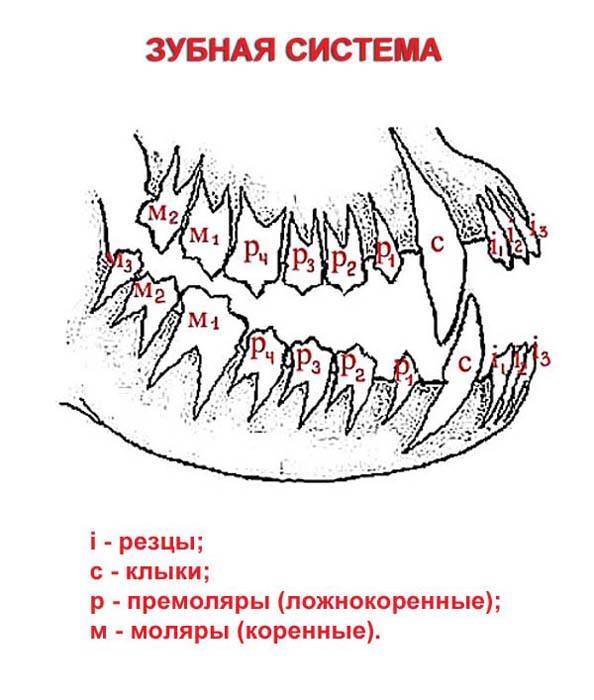 Зубы котов схема