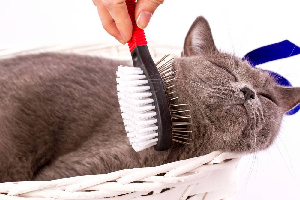 Как убрать кошачью шерсть: избавиться в квартире, с одежды (отстирать), симптомы аллергии, щетка, чистка ковра дома, постельное белье